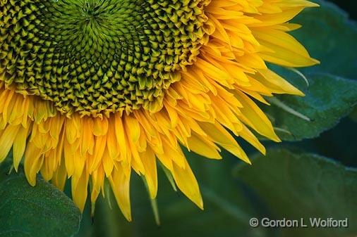 Yellow Flower_50908.jpg - Photographed at the Ornamental Gardens in Ottawa, Ontario, Canada.